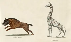 Australian Wildlife Prints: Leopard and Hyena