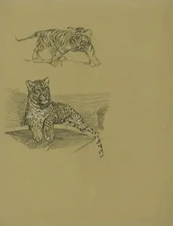 Leopard on Ledge and Tiger Cub Print