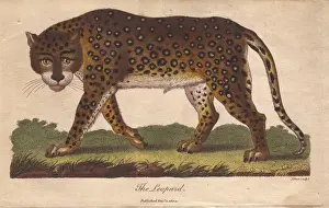 Universal System Of Natural History Prints: Leopard, Panthera pardus