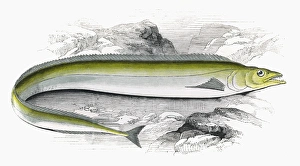 Lepidopus caudatus, or Scabbard Fish Lepidopus caudatus, or Scabbard Fish