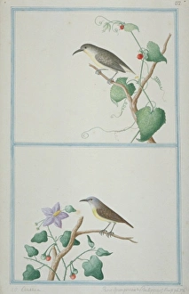 Leptocoma zeylonica, purple-rumped sunbird Leptocoma zeylonica, purple-rumped sunbird