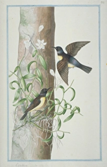 Leptocoma zeylonicus, purple-rumped sunbird Leptocoma zeylonicus, purple-rumped sunbird