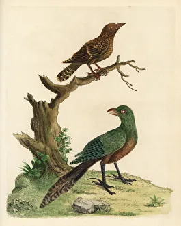 Lesser coucal and Asian emerald cuckoo Lesser coucal and Asian emerald cuckoo