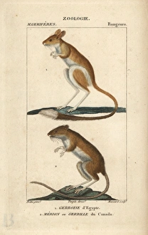 Lesser Egyptian jerboa, Jaculus jaculus Lesser Egyptian jerboa, Jaculus jaculus