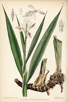 Lesser galangal, Alpinia officinarum Lesser galangal, Alpinia officinarum