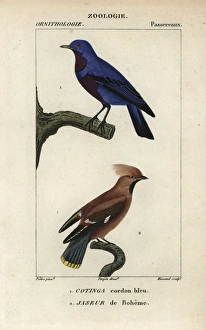 Lesser honeyguide, Indicator minor, and black-fronted Lesser honeyguide, Indicator minor, and black-fronted