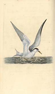 Lesser or little tern, Sternula albifrons Lesser or little tern, Sternula albifrons