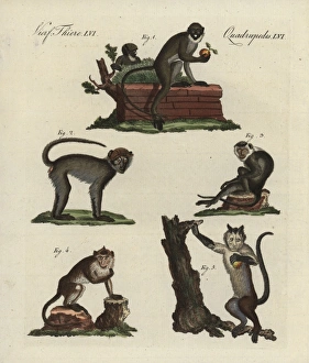 Lesser spot-nosed monkey, grivet, Javan surili Lesser spot-nosed monkey, grivet, Javan surili