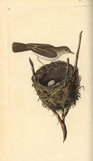 Lesser whitethroat, Sylvia communis, with nest and egg Lesser whitethroat, Sylvia communis, with nest and egg
