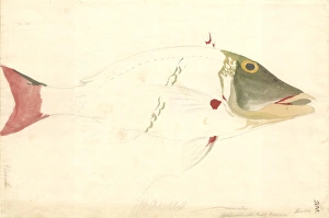 Lethrinus miniatus, sweetlips emperor Lethrinus miniatus, sweetlips emperor