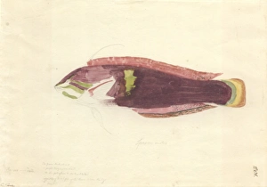 Lethrinus nebulosus, spangled emperor Lethrinus nebulosus, spangled emperor