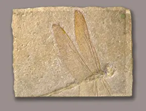 Odonata Prints: Late Jurassic Fossil Dragonfly Print, Germany, 150 million years old