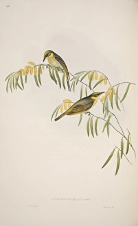 Lichenostomus keartlandi, grey-fronted honeyeater Lichenostomus keartlandi, grey-fronted honeyeater