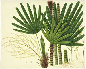 Prints of Plate 981 from the John Reeves Collection of Botanical Drawings from Canton, China. Held in the Botany Library at the Natural History Museum, London Natural History Museum Prints: Licuala sp Plate 981, John Reeves Collection Print