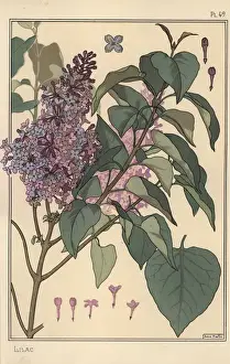 Art Nouveau Prints: Lilac Botanical Study Print, 1897