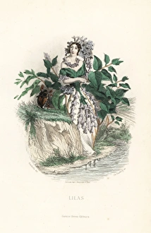Lilac flower fairy, Syringa vulgaris Lilac flower fairy, Syringa vulgaris