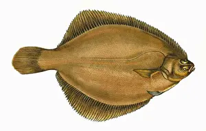 Victorian Marine Life Prints: Limanda limanda, or Common Dab
