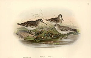Limicola falcinellus, broad-billed sandpiper Limicola falcinellus, broad-billed sandpiper