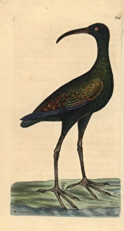 Limpkin or carrao, Aramus guarauna Limpkin or carrao, Aramus guarauna