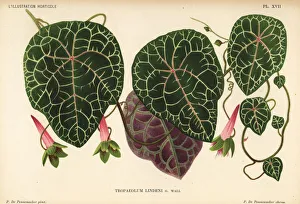 Linden's tropaeolum, Tropaeolum lindenii Linden's tropaeolum, Tropaeolum lindenii