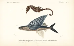 Lined seahorse and tropical two-wing flying-fish Lined seahorse and tropical two-wing flying-fish
