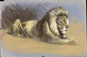 Raymond Sheppard Prints: A Lion - Pastel study