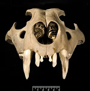 Great Britain Wildlife Prints: Lion skull viewed from the front