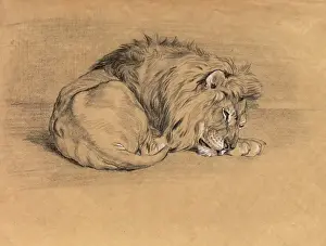 Raymond Sheppard Art Prints: Lion sleeping