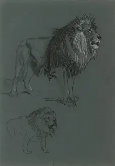 Raymond Sheppard Artwork Prints: Lion Studies