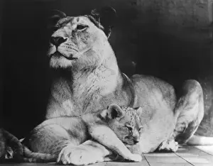 Lioness With Cub Prints: Lioness & her Cub