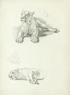 Raymond Sheppard Artwork Prints: Lioness Studies