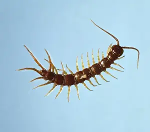 Prints of Centipedes are reddish-brown, flattened, elongated arthropods. The first pair of legs on a centipede are modified into poisonous fangs which are located below the mouth Centipede Prints: Lithobius sp. Centipede Print - Poisonous Fangs