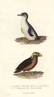 Little blue penguin, Eudyptula minor Little blue penguin, Eudyptula minor