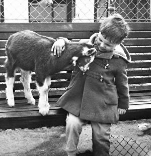 Little boy with baby goat at a childrens zoo, Battersea Little boy with baby goat at a childrens zoo, Battersea