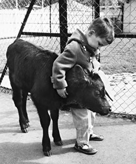 Little boy with calf at a childrens zoo, Battersea Little boy with calf at a childrens zoo, Battersea