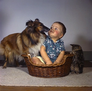 Little boy with Collie dog and tabby kitten Little boy with Collie dog and tabby kitten