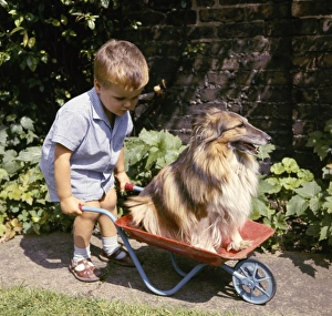 Little boy with Collie dog in wheelbarrow Little boy with Collie dog in wheelbarrow