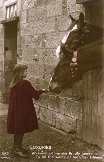 Little Girl feeds her two horses in the stables Little Girl feeds her two horses in the stables