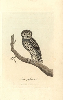 Little owl, Strix passerina, Athene noctua Little owl, Strix passerina, Athene noctua