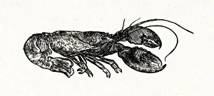 Little Women - a lobster for a special lunch Little Women - a lobster for a special lunch