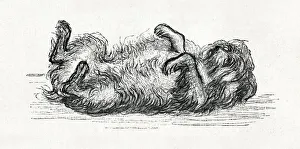Little Women - Mop the dog lying on his back Little Women - Mop the dog lying on his back