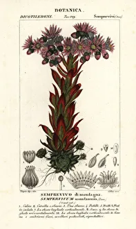 Liveforever or houseleek, Sempervivum montanum Liveforever or houseleek, Sempervivum montanum
