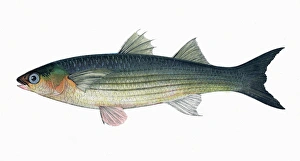 Liza aurata, or Long-Finned Grey or Golden Mullet Liza aurata, or Long-Finned Grey or Golden Mullet