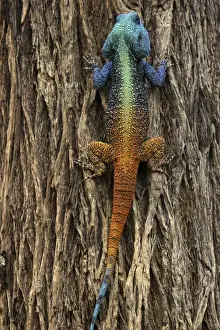 Prints of Lizard - climbing a tree (Agama lionotus). Marakele National Park South Africa Agamas Prints: Agama Lionotus Print - Marakele National Park, South Africa