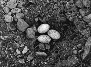 Lizard Eggs Print, Lacerta Vivipara, 1960s