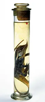 Natural History Museum Collection Prints: Lizard specimen held in the Darwin Centre