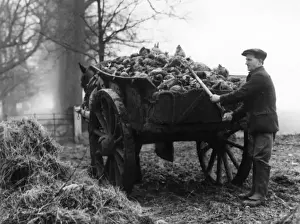 Britain Farming History Prints: Loading Mangels