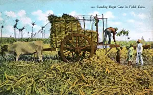 Loading Sugar Cane in a Field, Cuba Print circa 1910