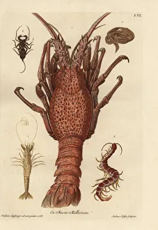 Lobster, shrimp, giant centipede and tapeworm Lobster, shrimp, giant centipede and tapeworm