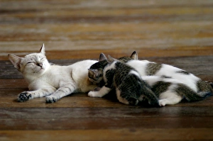 Local domestic cat feeds kittens on a wooden pavement Local domestic cat feeds kittens on a wooden pavement